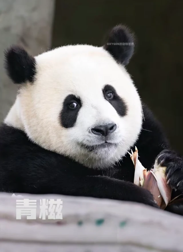 青糍，大熊猫