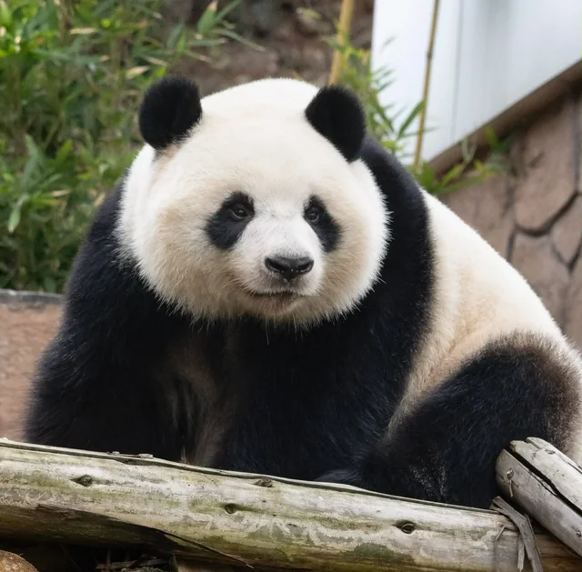 Qinghua, a giant panda