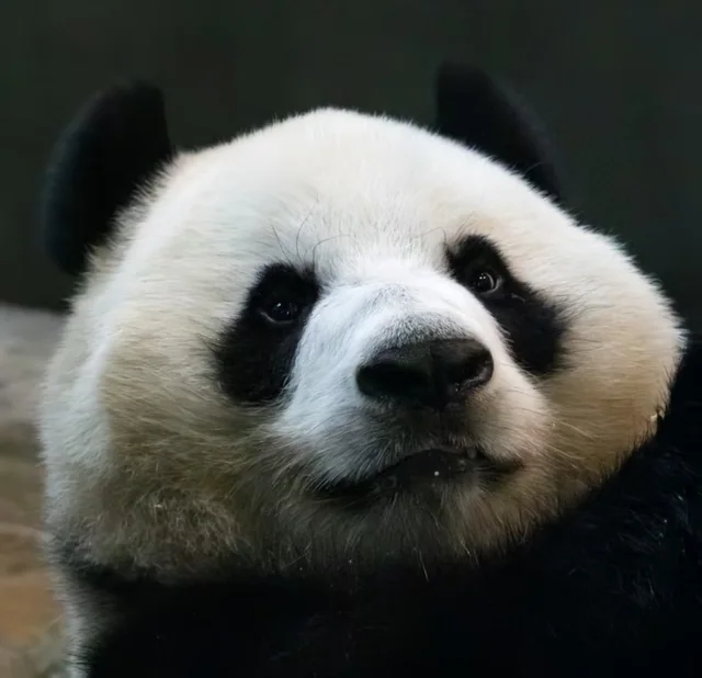 Qinglu, a giant panda