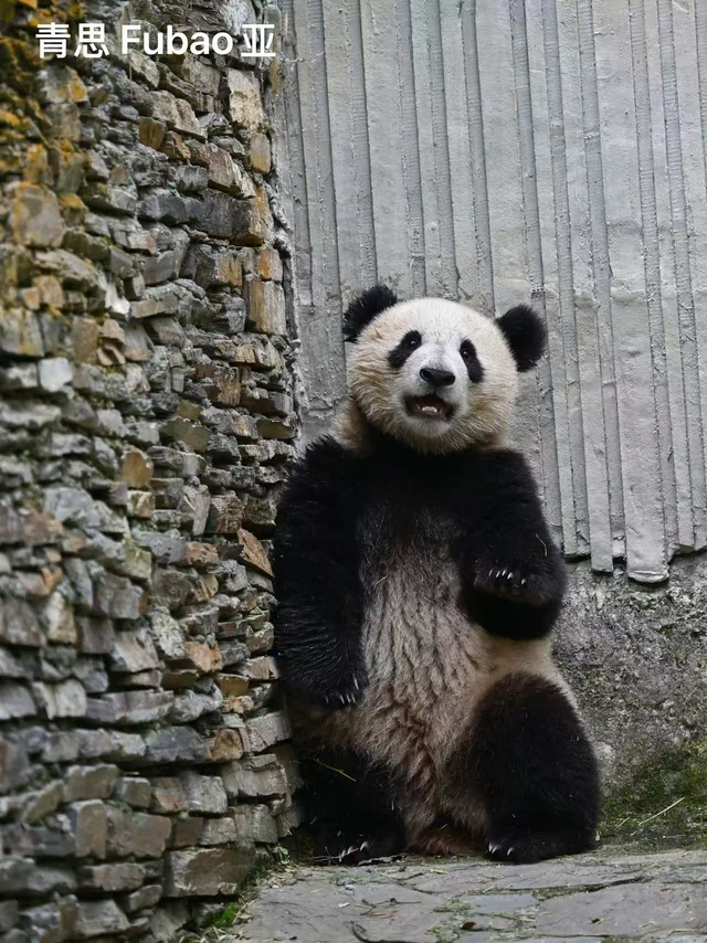 Qingsi, a giant panda