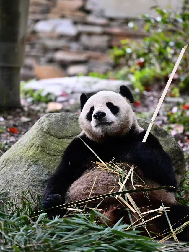Qingtian, a giant panda