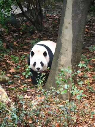 Qiqi, a giant panda