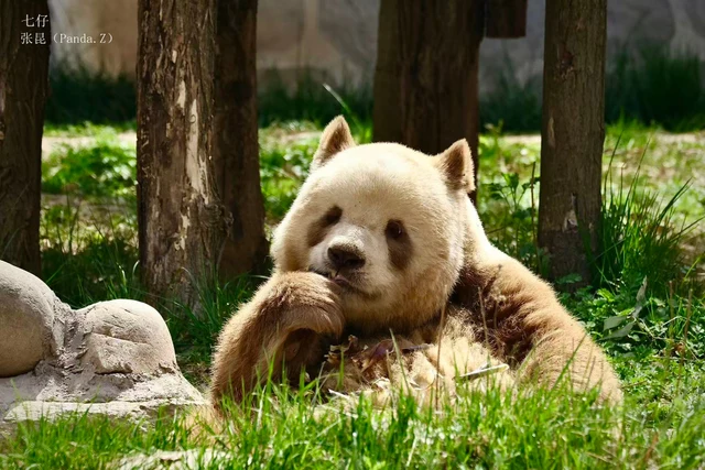 Qizai, a giant panda
