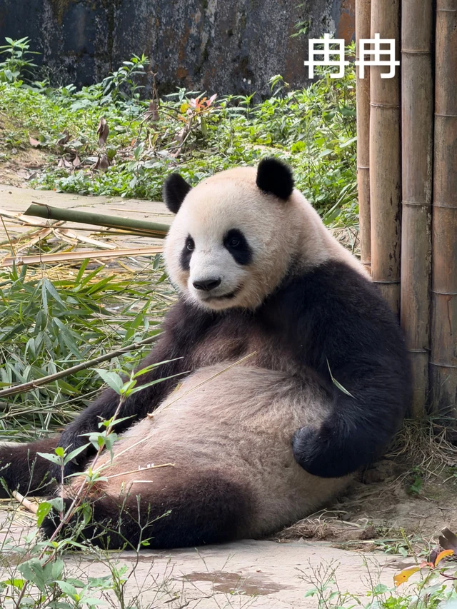 Ranran, a giant panda