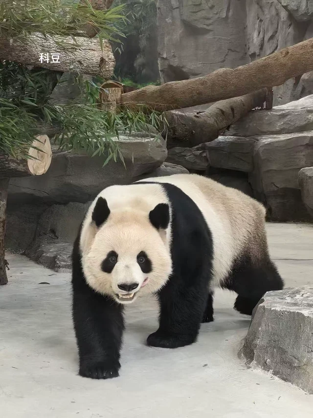 Rongyao, a giant panda