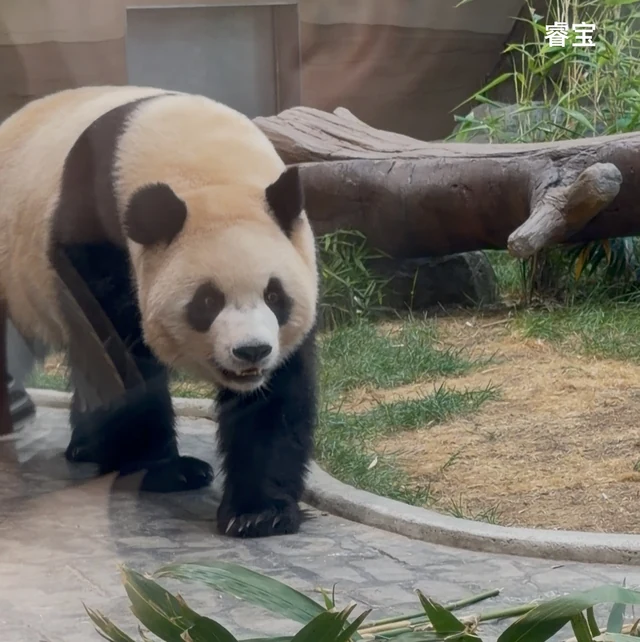 Rui Bao, a giant panda