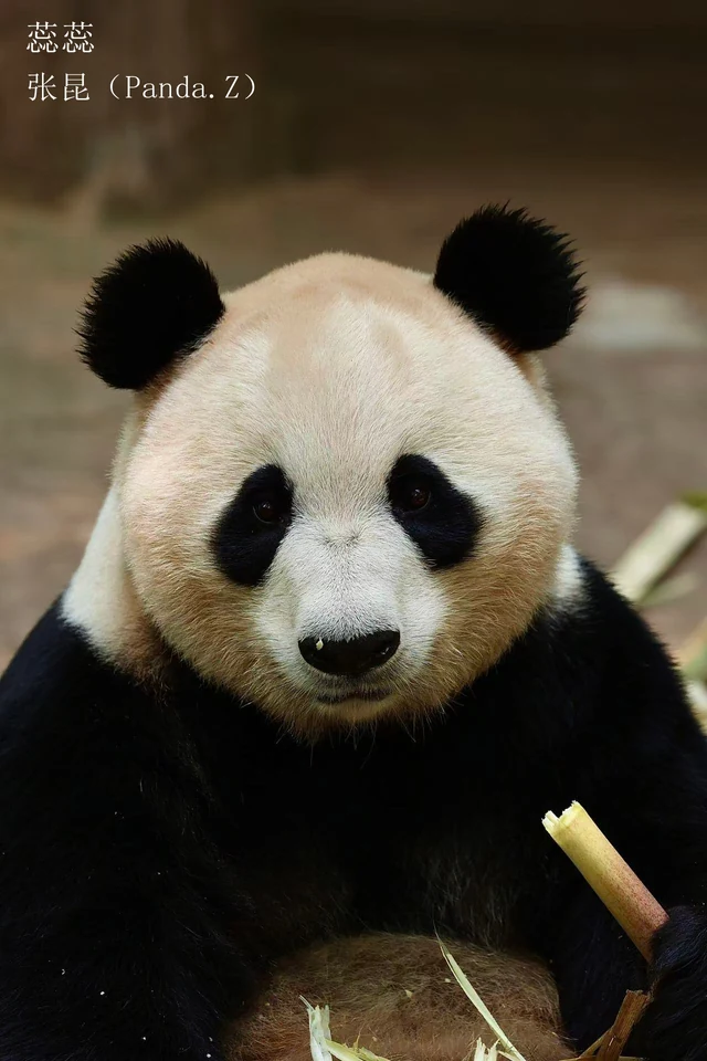 Ruirui, a giant panda