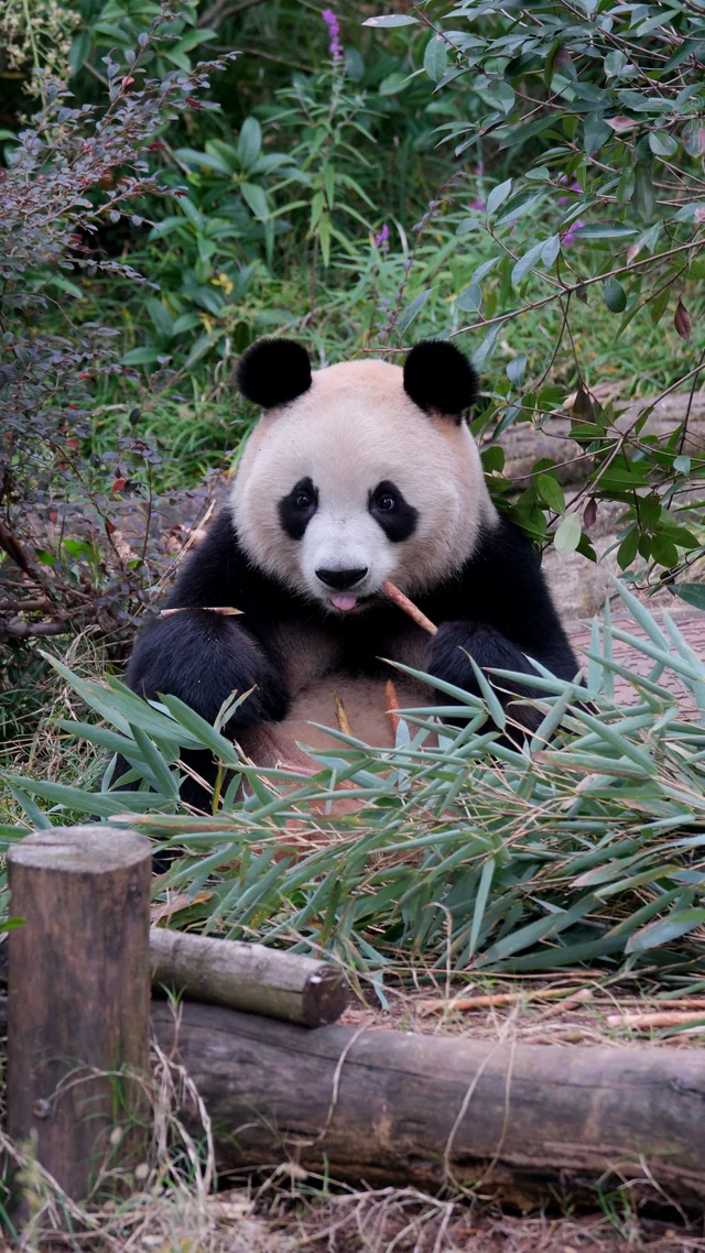 Runyue, a giant panda