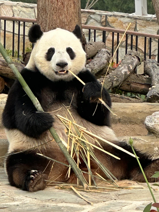 Sheng Yi, a giant panda