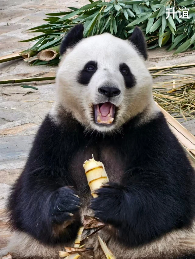 Sheng Yi, a giant panda