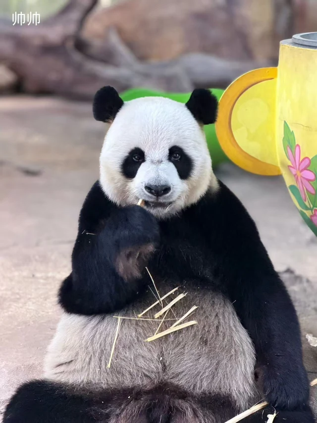 Shuaishuai, a giant panda