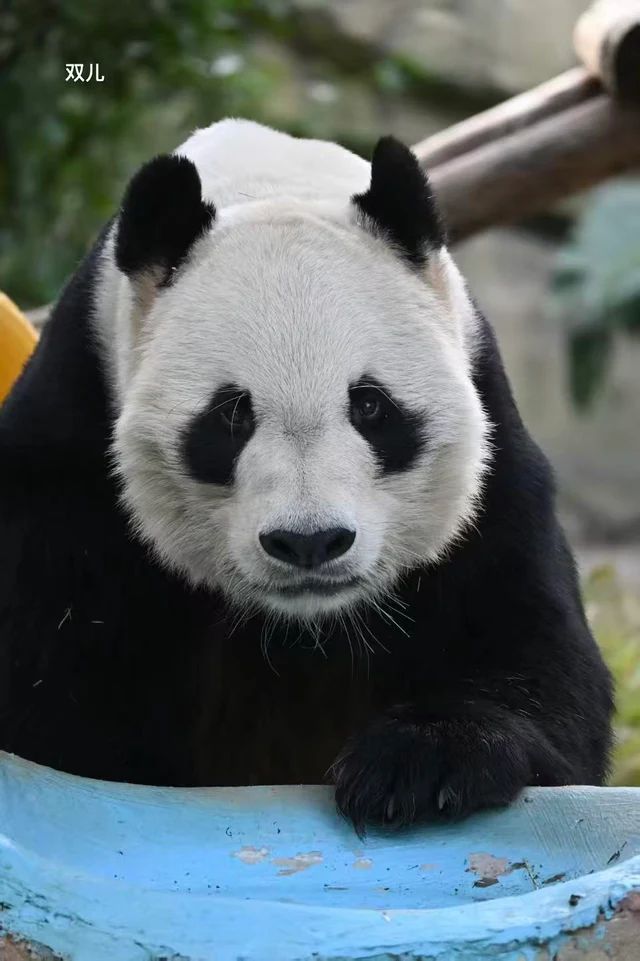 Shuanger, a giant panda