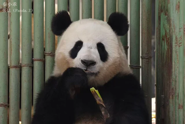 Shubao, a giant panda