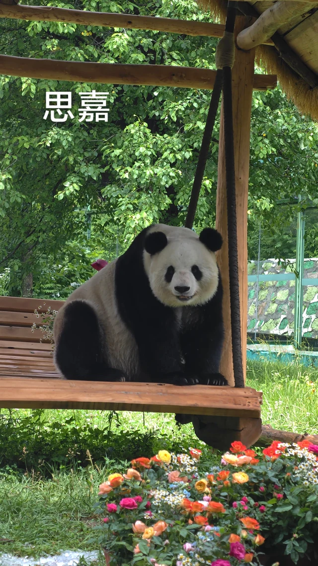 Sijia, a giant panda
