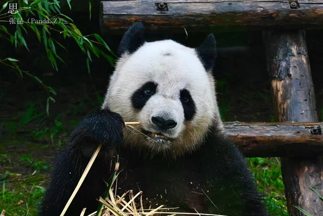 Siyi, a giant panda