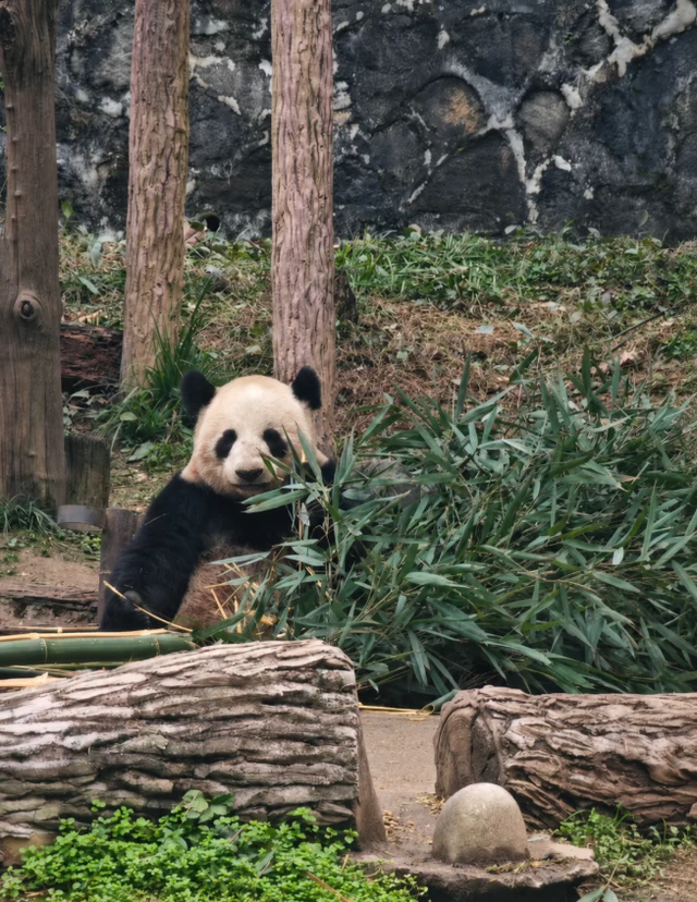 Su Lin, a giant panda