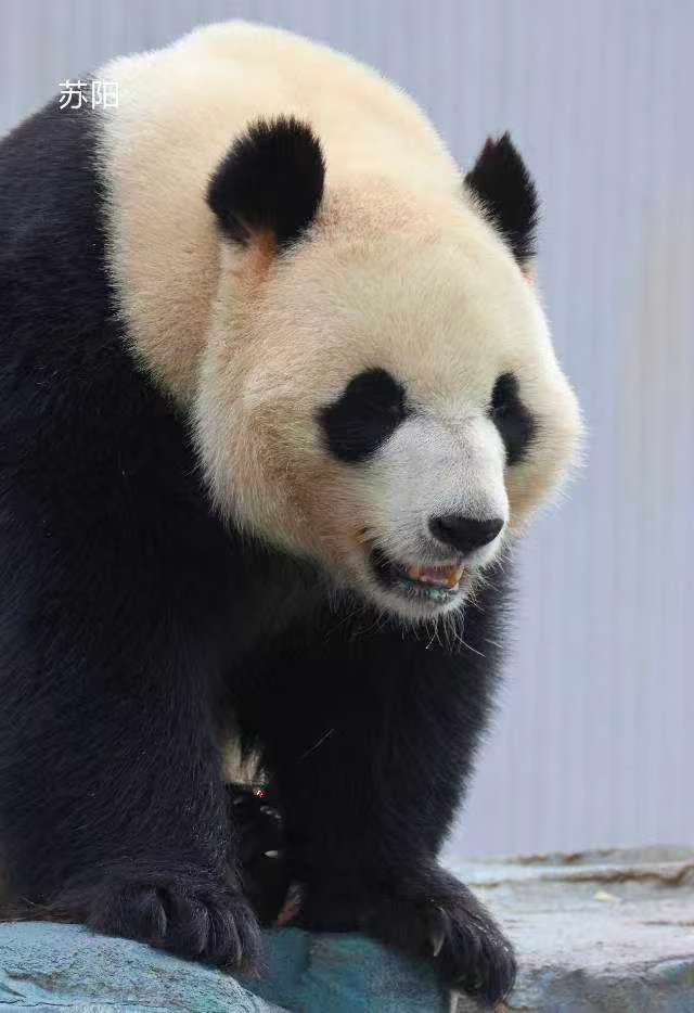 Suyang, a giant panda
