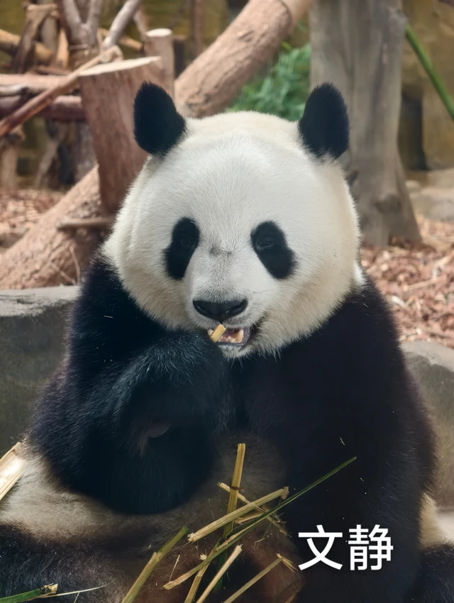 Wenjing, a giant panda