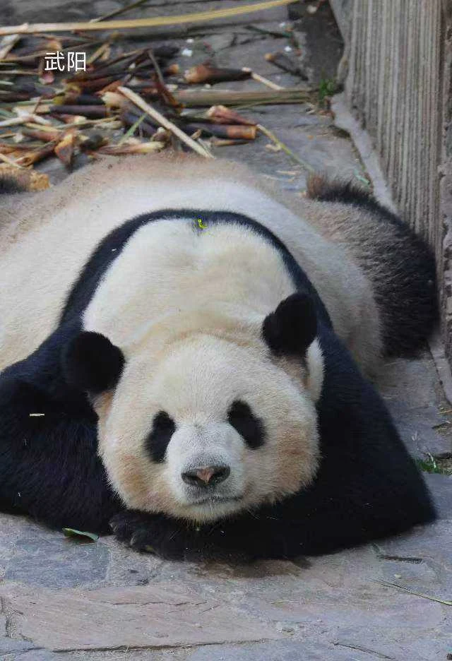 Wuyang, a giant panda