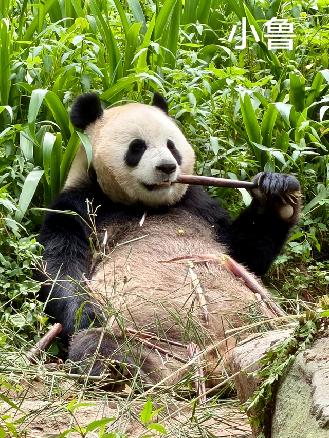 Xiaolu, a giant panda