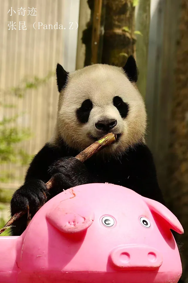 Xiao Qi Ji, a giant panda