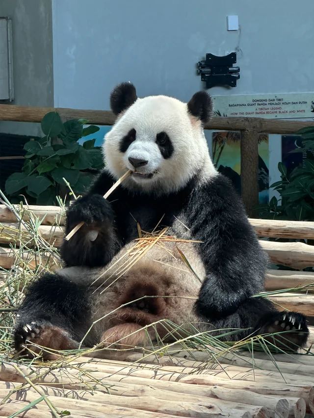 Xiaoyue, a giant panda