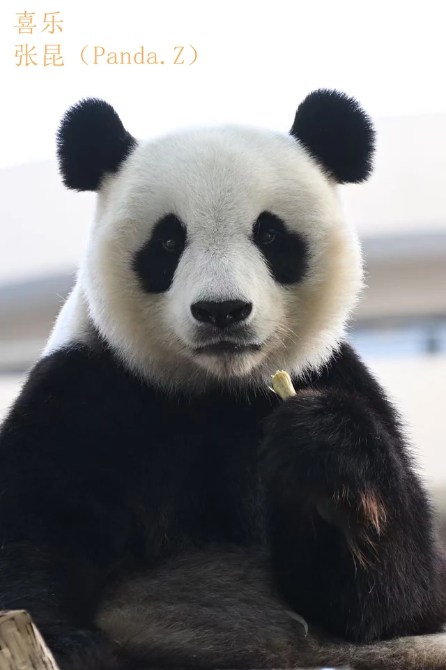 Xile, a giant panda