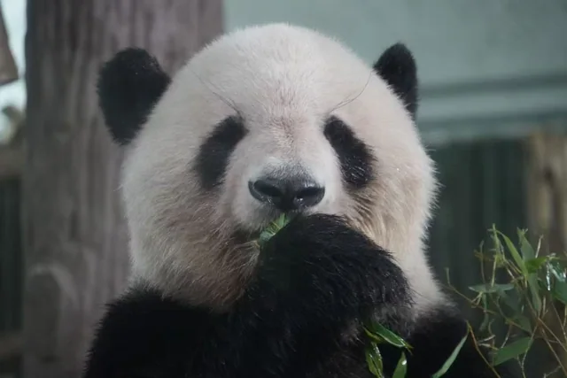 Xingguang, a giant panda