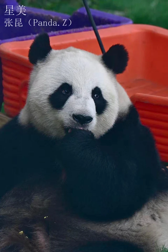 Xingmei, a giant panda