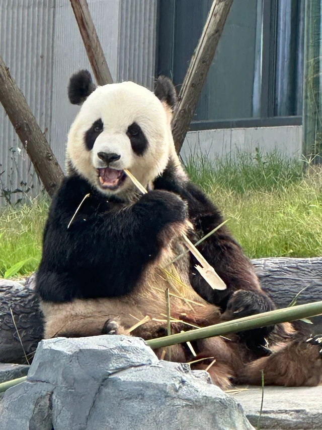 Xing Xing, a giant panda