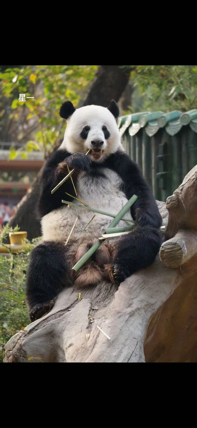 Xingyi, a giant panda
