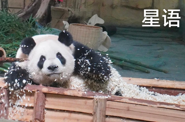 Xingyu, a giant panda