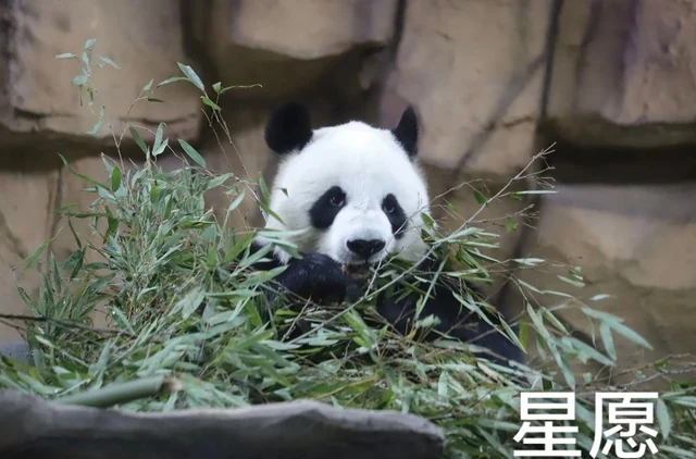 Xingyuan, a giant panda