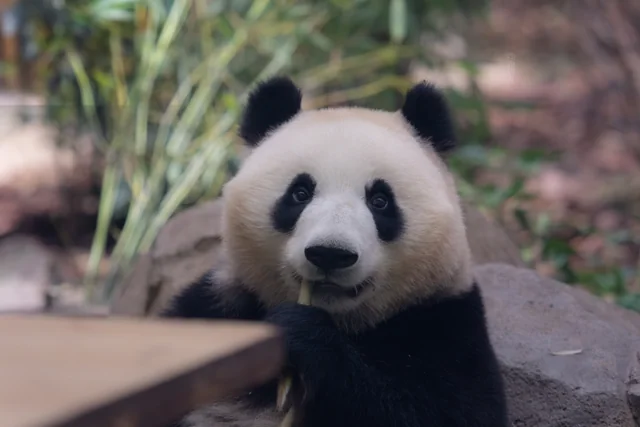 星运，大熊猫