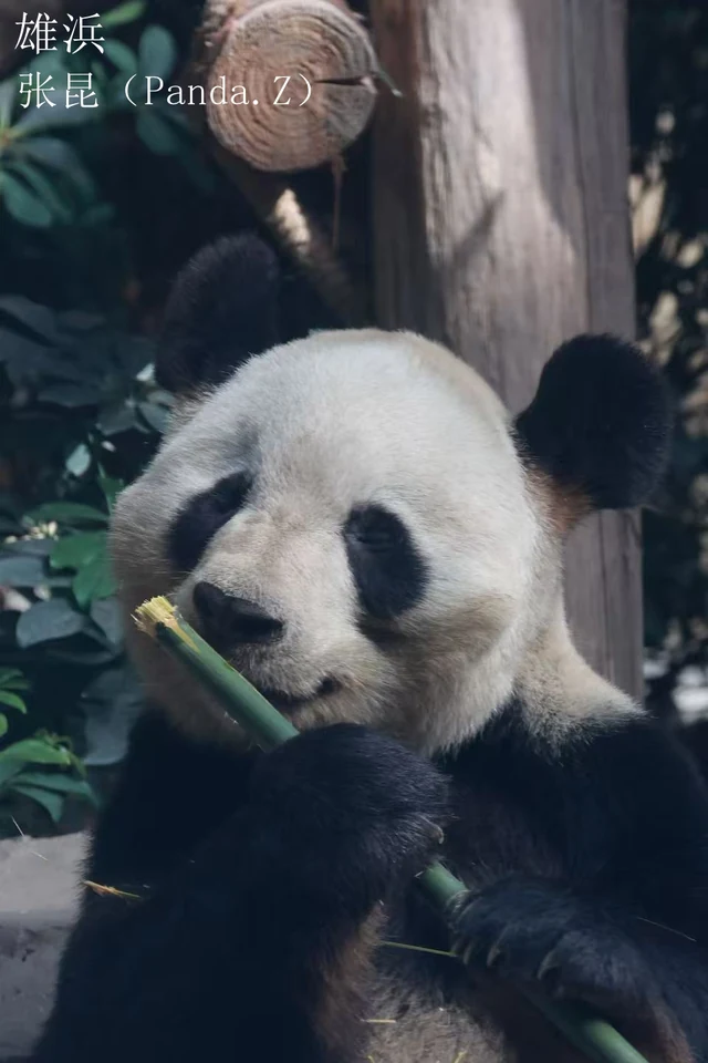 Xiong Bang, a giant panda