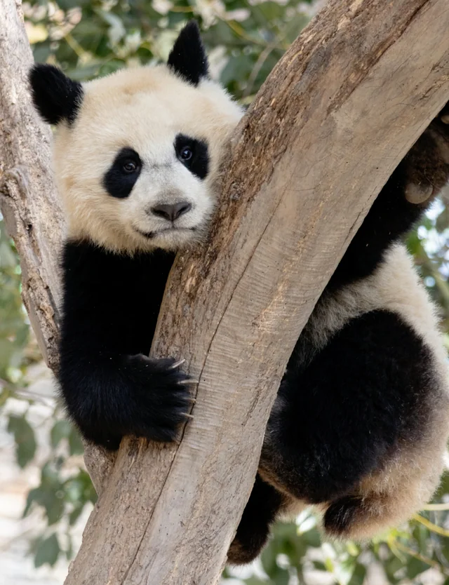 Xiuchen, a giant panda