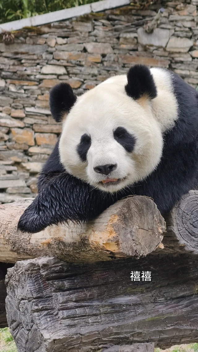 Xixi, a giant panda