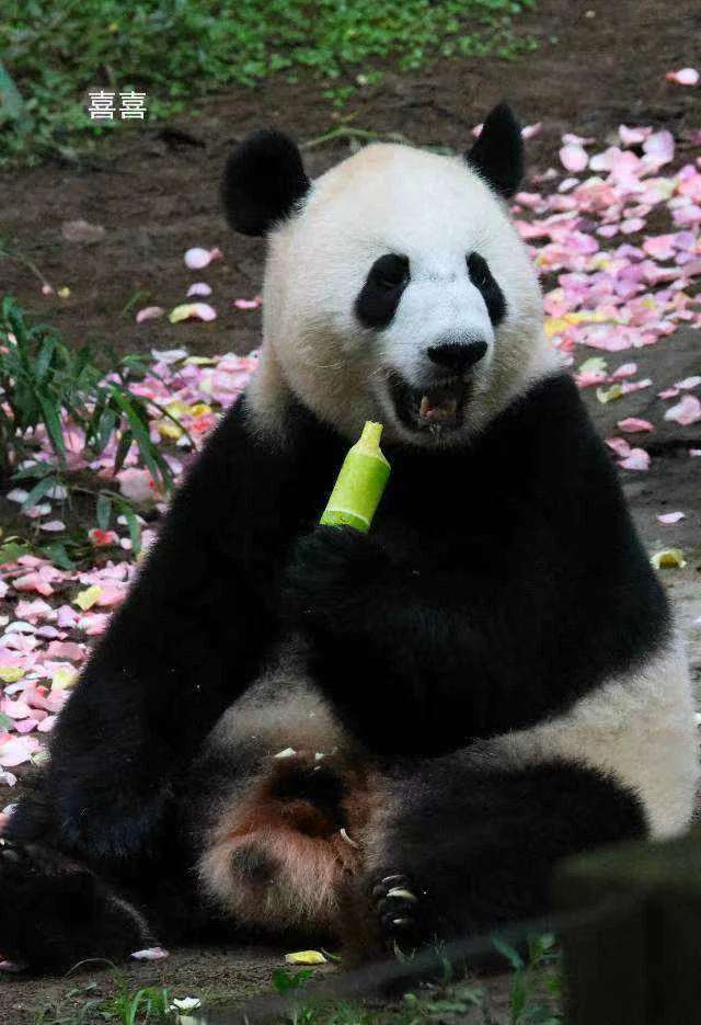 Xixi, a giant panda