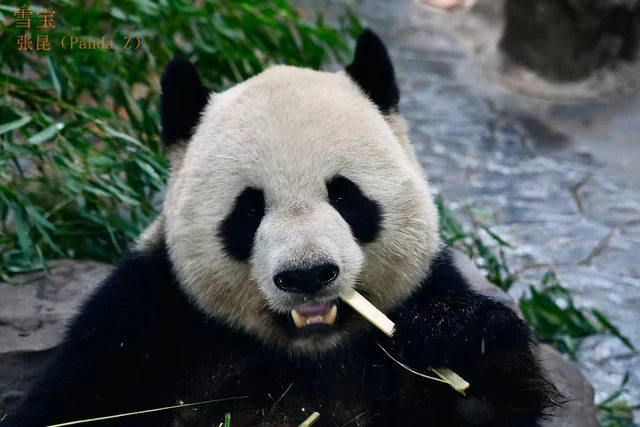 Xuebao, a giant panda