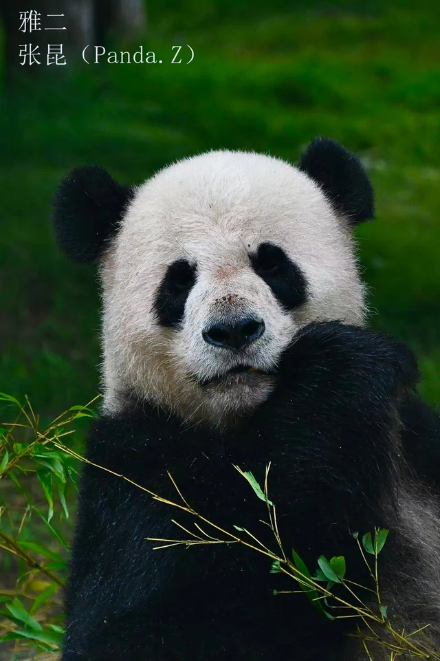 Yaer, a giant panda