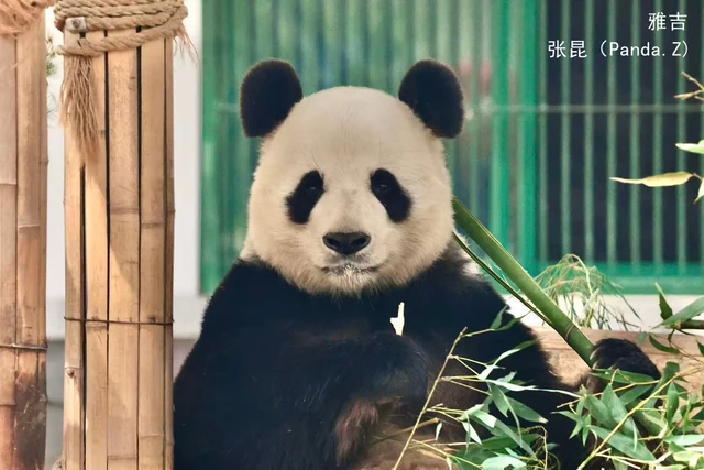 Yaji, a giant panda