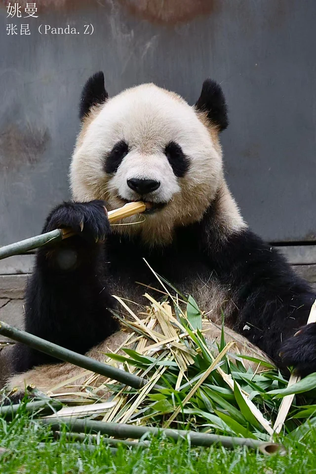 Yaoman, a giant panda