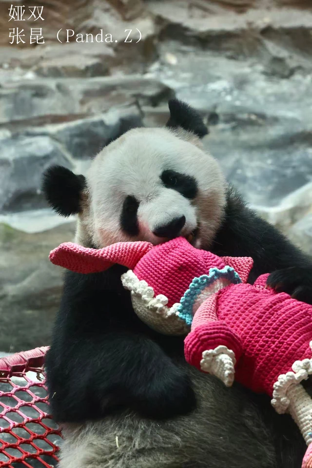 Yashuang, a giant panda