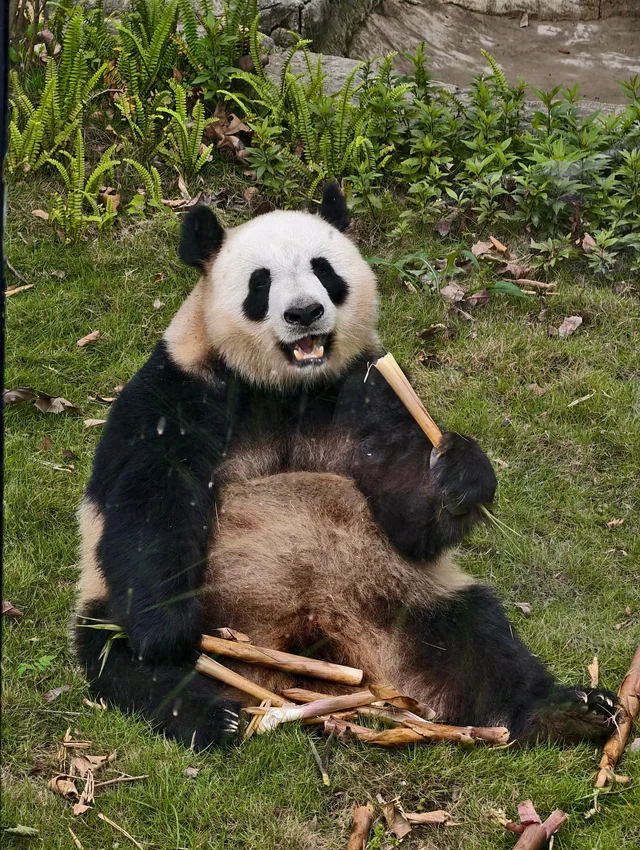 Yayun, a giant panda