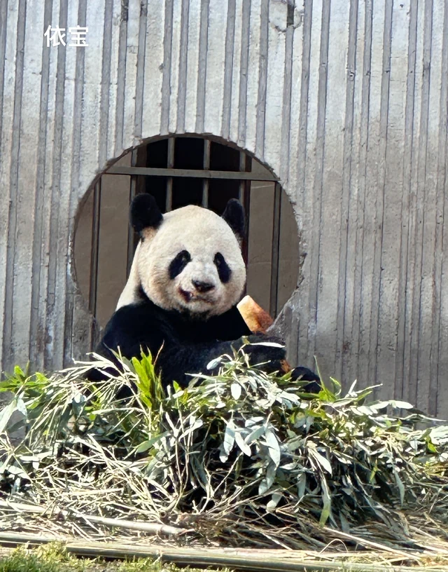 Yibao, a giant panda