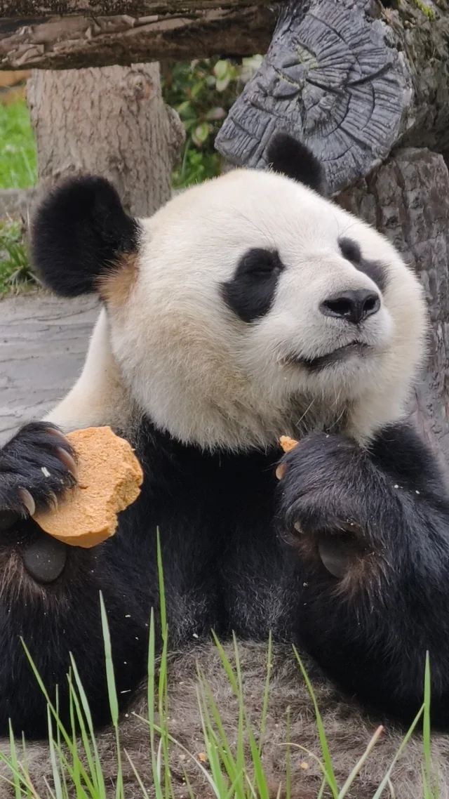 Yichang, a giant panda