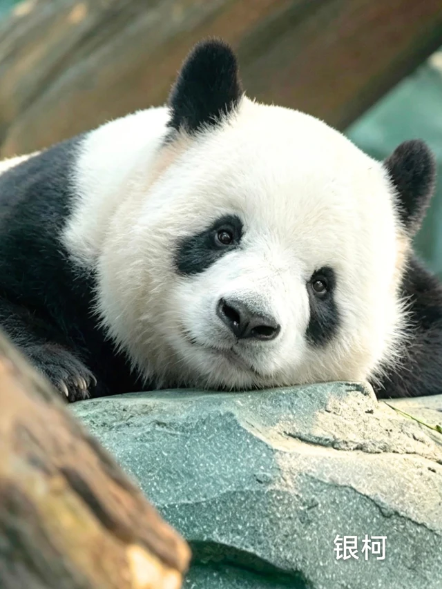 Yinke, a giant panda