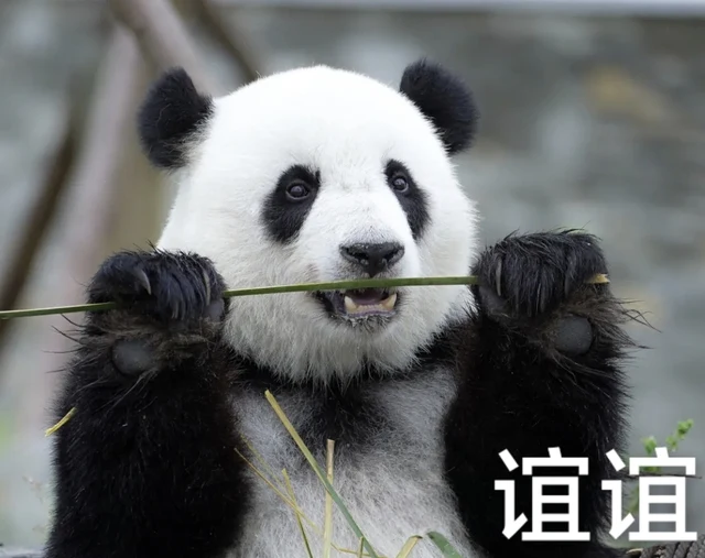 Yi Yi, a giant panda