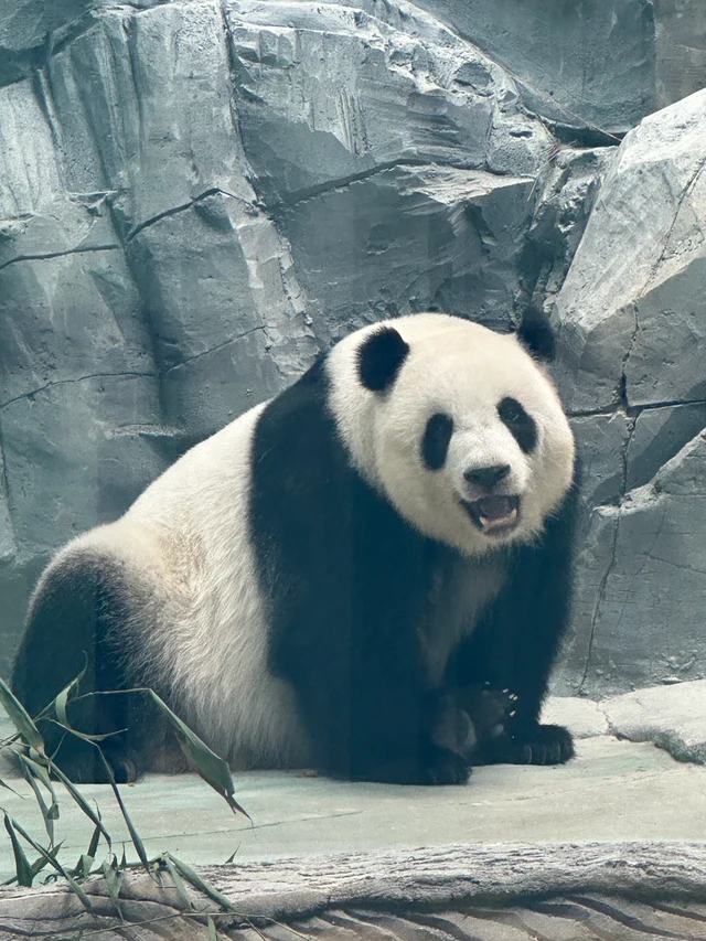 Yi Yi, a giant panda