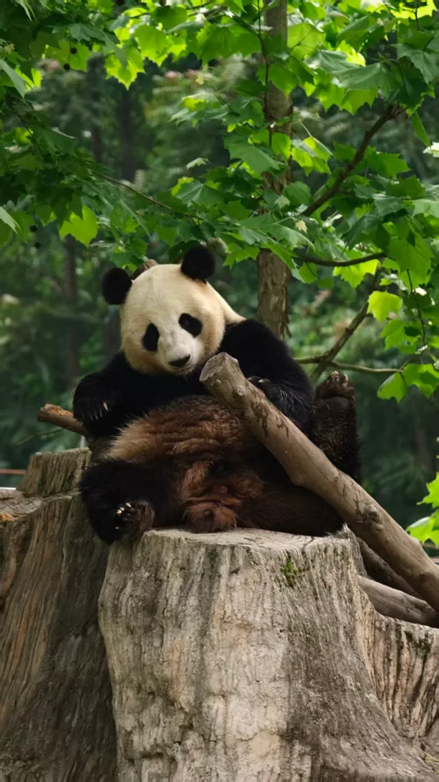 Youyou, a giant panda
